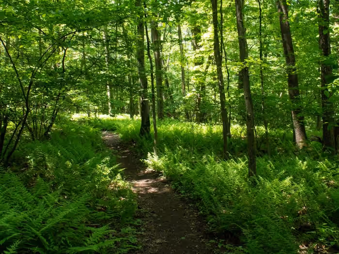 Catawba View Trail